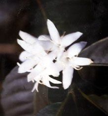 Jasmim da China - Essência Floral - Emotividade