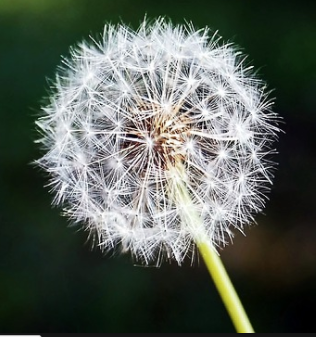 Dandelion - Essência Floral - Leveza