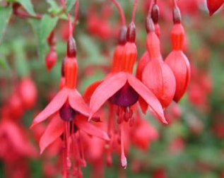 Fuchsia - Essência Floral - Liberação da Agressividade