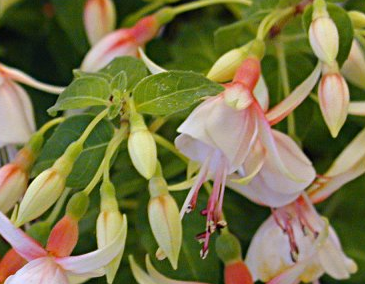 Fuchsia Branca - Essência Floral - Melindrosa