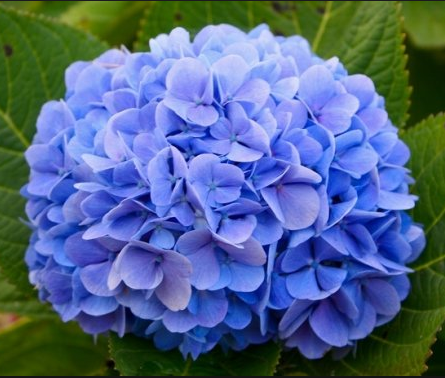 Hortência - Essência Floral - Confraternização