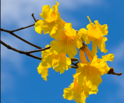 Ipê Amarelo - Essência Floral - Energia Vital