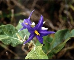 Joá Bravo - Essência Floral - Maledicência