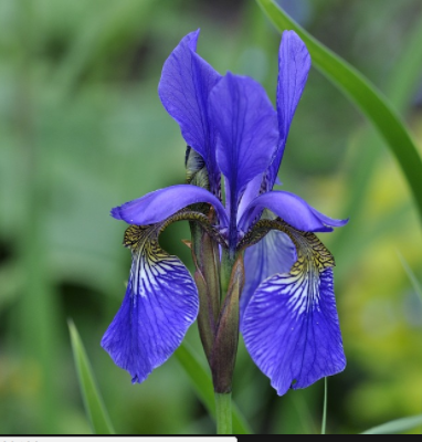 Lírio Azul - Essência Floral - Criatividade