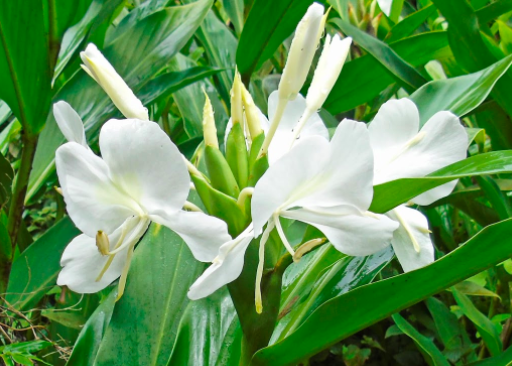 Lírio do Brejo - Essência Floral - Autenticidade