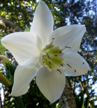 Lírios Amazonas - Essência Floral - Vaidade