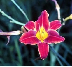 Lírio Vermelho - Essência Floral - Serenidade