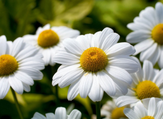 Margarida de Maio - Essência Floral - Recordações