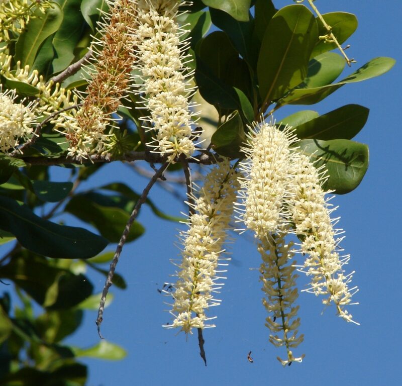 Macadâmia - Essência Floral - Energia Vital