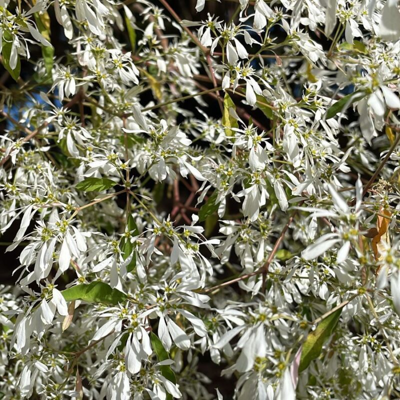 Chuva de Prata - Essência Floral - Sabedoria