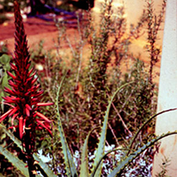 Aloe Candelabro - Essência Floral - Auto Cura