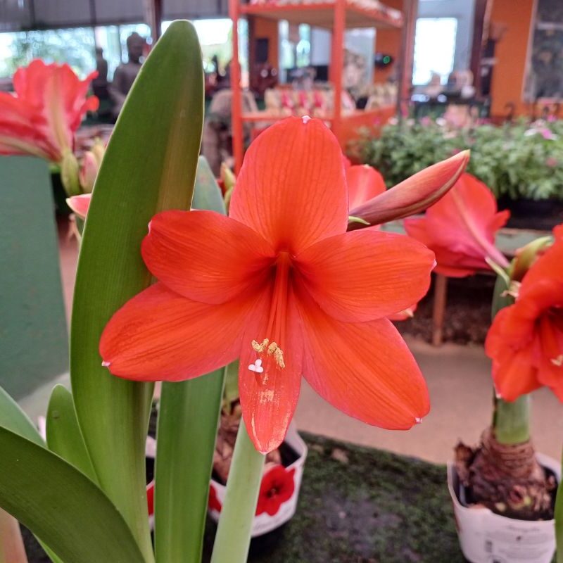 Amarilis / Açucena - Essência Floral - Ódio