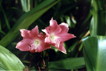 Regeneração Fórmula Composta - Imagem 8