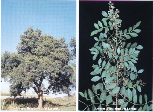 Estética Fórmula Composta - Imagem 9