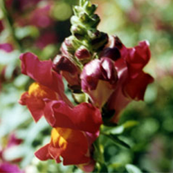 Boca de Leão - Essência Floral - Insegurança