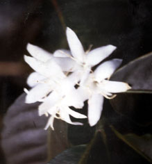 Emergência Fórmula Composta - Imagem 6