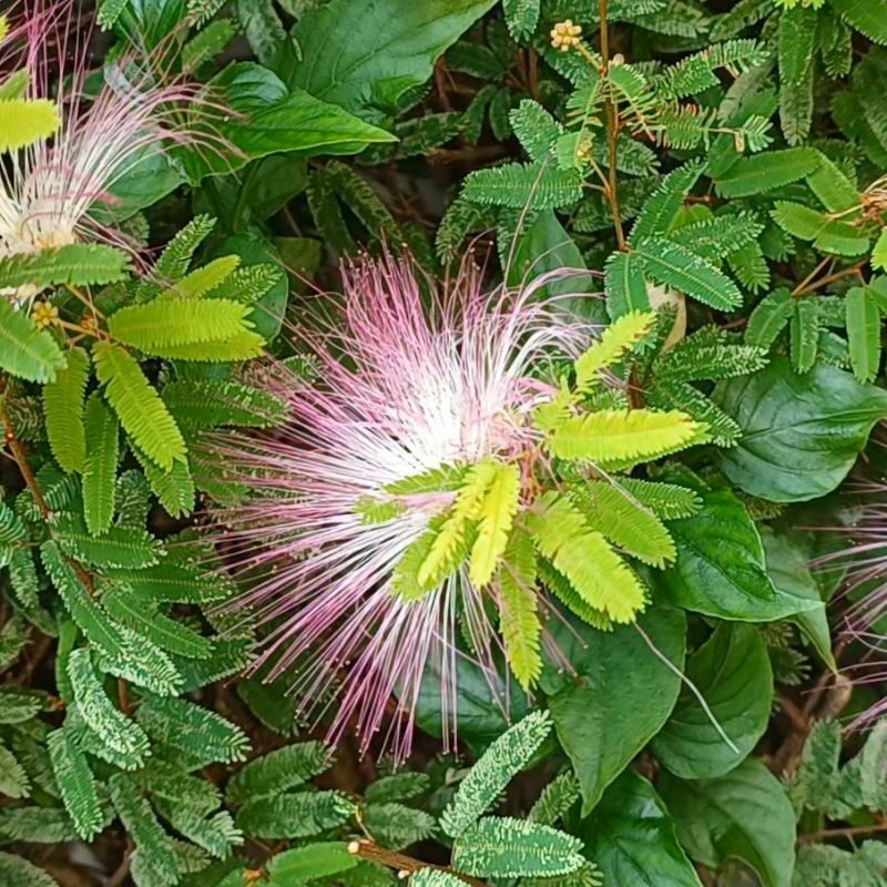 Caliandra - Essência Floral - Agitação