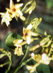 Emergência Fórmula Composta - Imagem 3