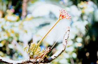 Regeneração Fórmula Composta - Imagem 2