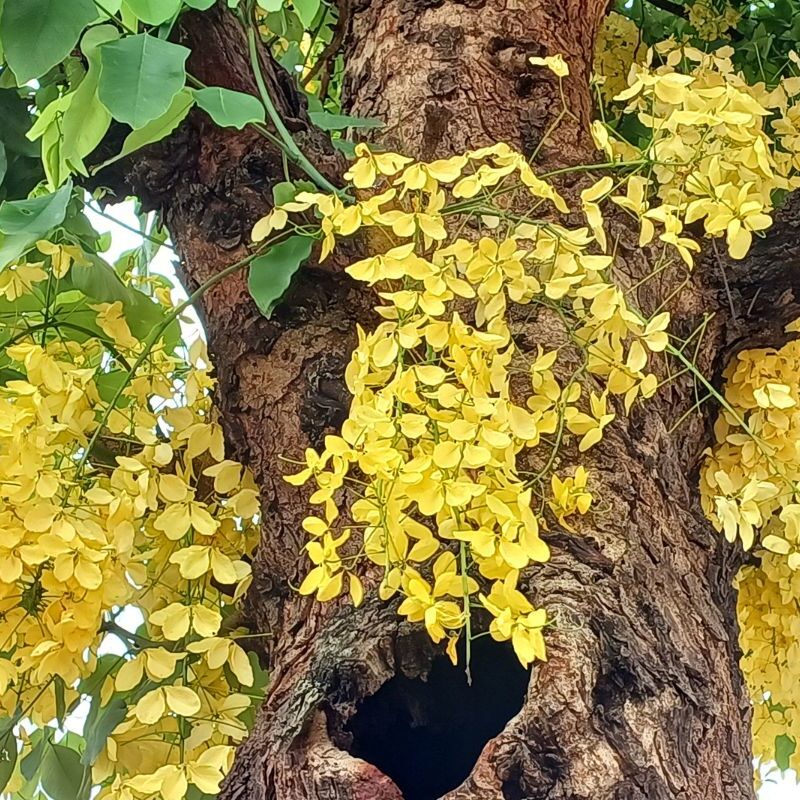 Cipó de Ouro - Essência Floral - Choque Emocional