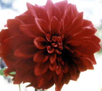 Regeneração Fórmula Composta - Imagem 3