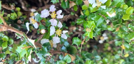 Cruz de Malta - Essência Floral -Tirania