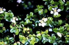 Família Fórmula Composta - Imagem 2