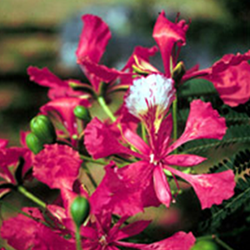 Flamboyant - Essência Floral - Aceitação