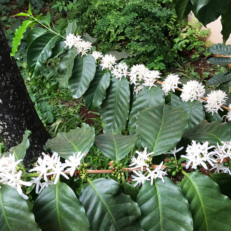 Café - Essência Floral - Teimosia