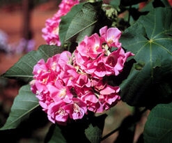 Flor do Mel - Essência Floral - Carência afetiva