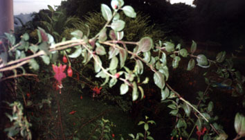 Regeneração Fórmula Composta - Imagem 4