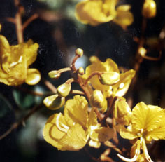 Estética Fórmula Composta - Imagem 5