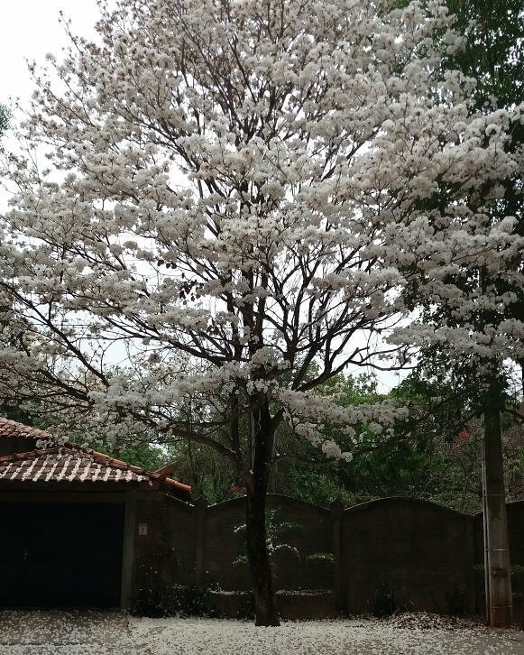 Ipê Branco - Essência Floral - Esperança e Leveza