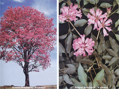 Estética Fórmula Composta - Imagem 6