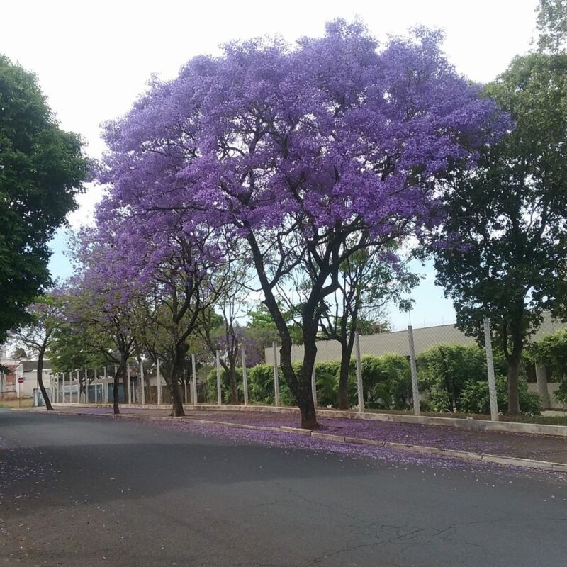Jacarandá - Essência Floral - Procrastinação