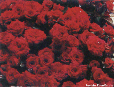 Mini Rosa Maravilha - Essência Floral - Integração