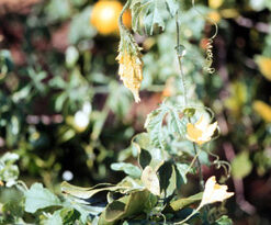 Momórdica - Essência Floral - Preocupação excessiva