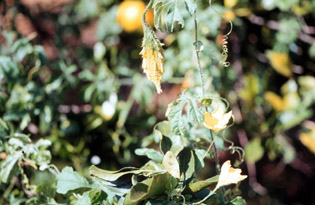 Família Fórmula Composta - Imagem 4