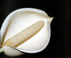 Monstera - Essência Floral - Isolamento