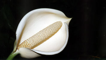 Regeneração Fórmula Composta - Imagem 5