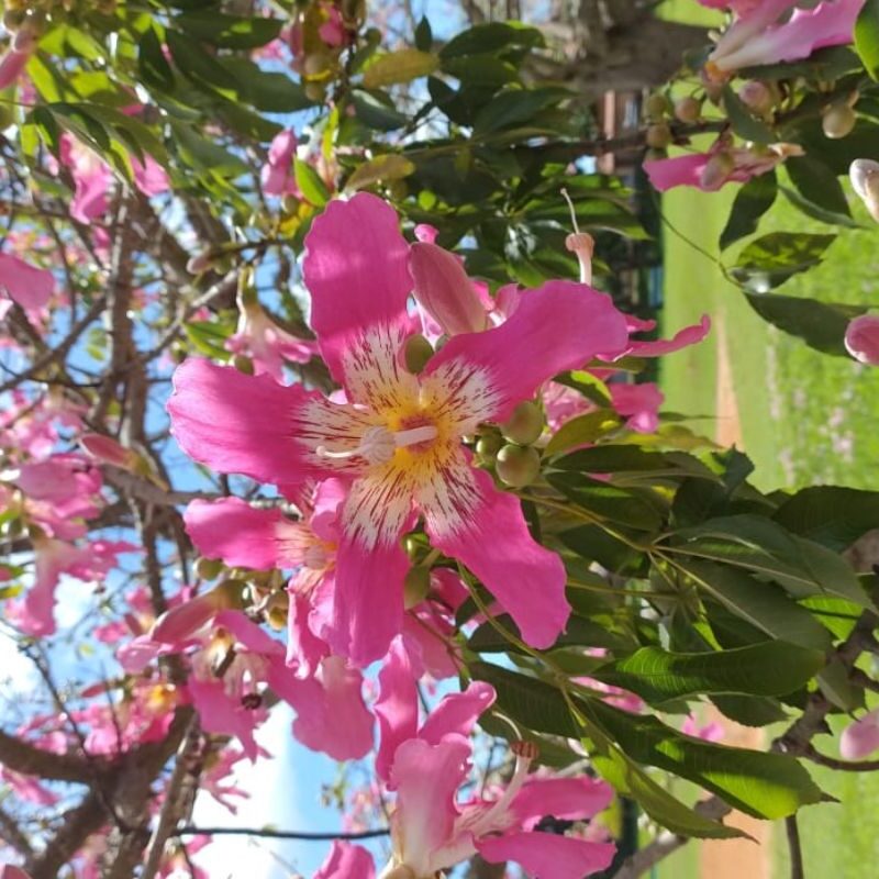 Paineira Rosa - Essência Floral - Ironia