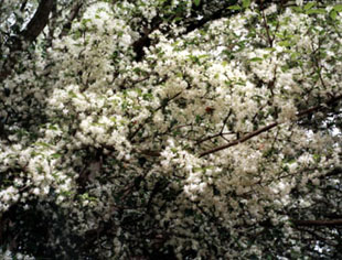 Família Fórmula Composta - Imagem 5