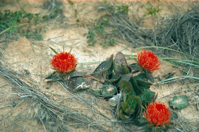 Rainha do Deserto - Essência Floral - Abuso Sexual