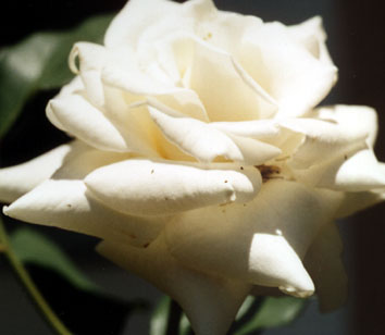 Rosa Branca - Essência Floral - Depressão