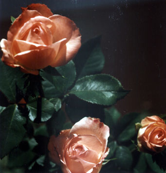 Rosa Coral - Essência Floral - Falsidade