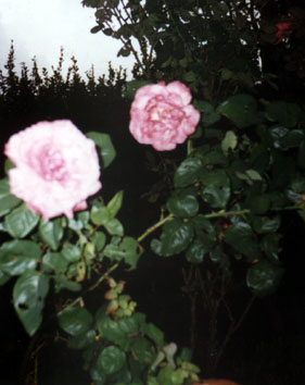 Rosa Gigante - Essência Floral - Orgulho