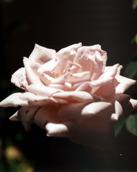 Rosa Lilás - Essência Floral - Desconexão Angelica