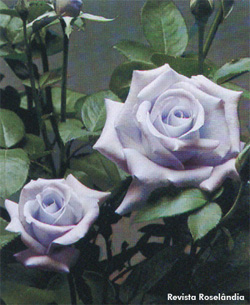 Rosa Lilás Forte - Essência Floral - Libertação