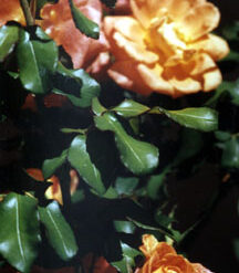 Rosa Mescla - Essência Floral - Auto-destruição