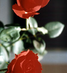 Rosa Rubra - Essência Floral - Egoísmo